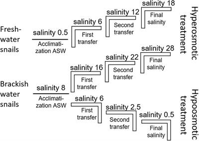 Impact of Salinity on the Gastrointestinal Bacterial Community of Theodoxus fluviatilis